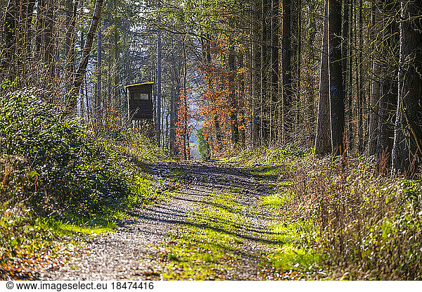 Germany  Hesse  Forest path with high seat in background