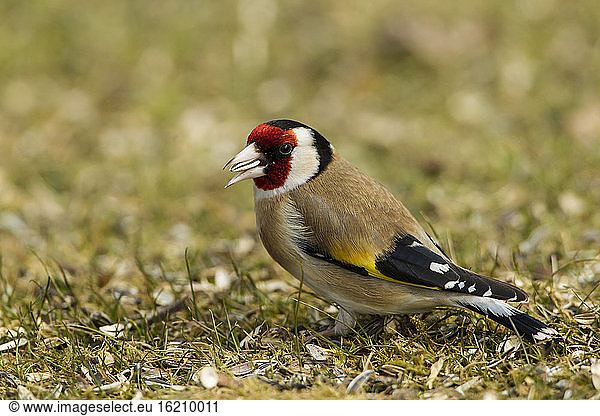 Germany  Hesse  Goldfinch perching on grass