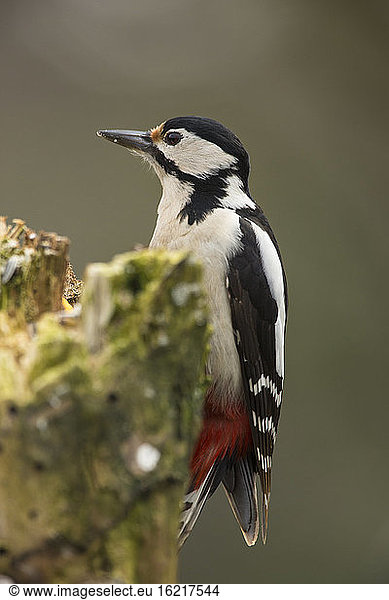 Germany  Hesse  Great Spotted Woodpecker perching on tree trunk