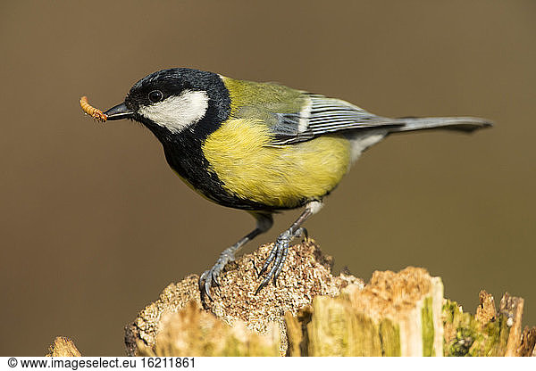 Germany  Hesse  Great tit holding worm in mouth