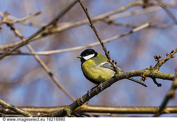 Germany  Hesse  Great tit perching on branch