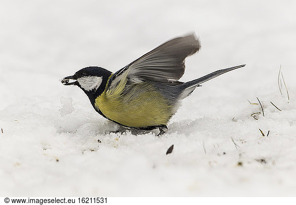 Germany  Hesse  Great tit perching on snow