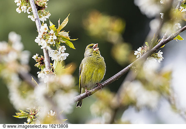 Germany  Hesse  Greenfinch bird perching on branch
