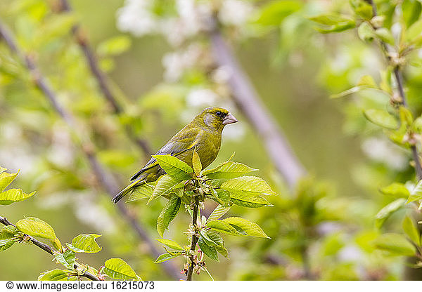 Germany  Hesse  Greenfinch bird perching on branch