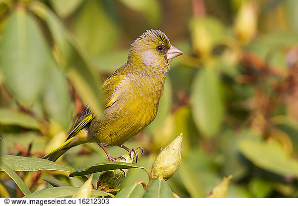 Germany  Hesse  Greenfinch bird perching on branch  close up
