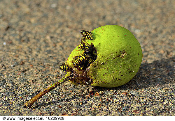 Germany  Hesse  Huenfelden  Wasps in pear