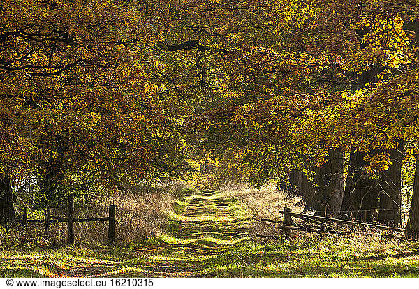Germany  Hesse  Idyllic avenue in autumn with oak trees