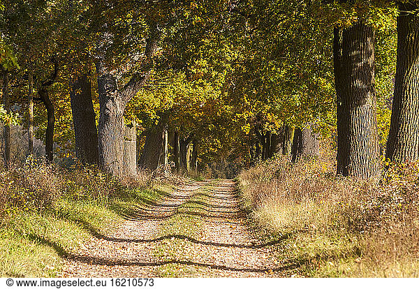 Germany  Hesse  Idyllic avenue in autumn with oak trees