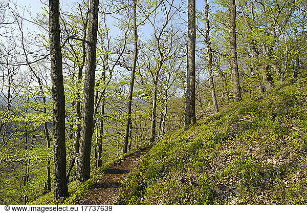Germany  Hesse  Knorreichenstieg trail in Kellerwald-Edersee National Park