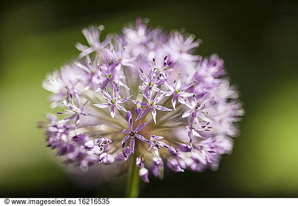 Germany  Hesse  Mannheim  Star Ball Leeks flower  close up