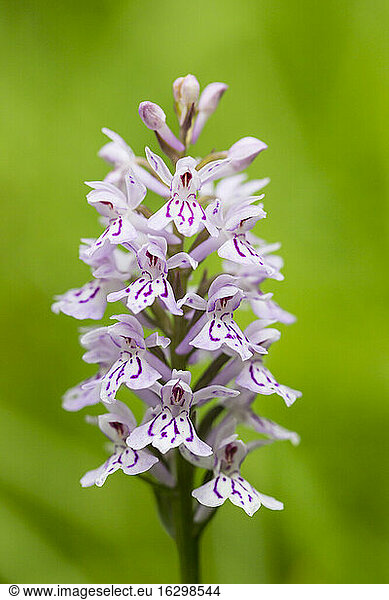 Germany  Hesse  Military orchid  Orchis militaris  Close-up
