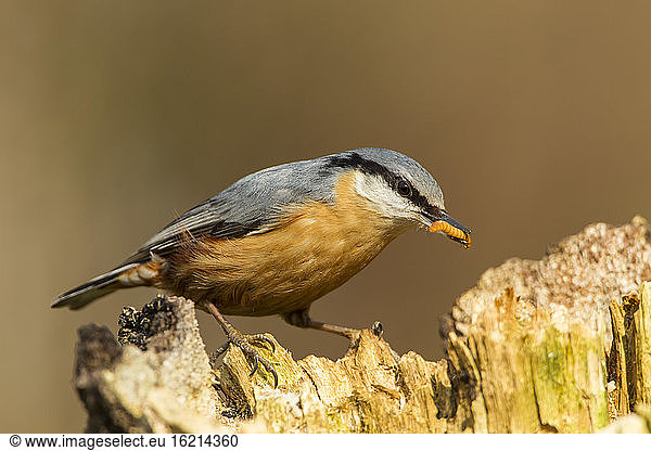 Germany  Hesse  Nuthatch bird holding worm in mouth