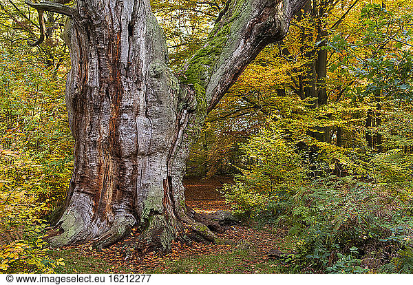 Germany  Hesse  Oak tree in autumn at Jungle Sababurg