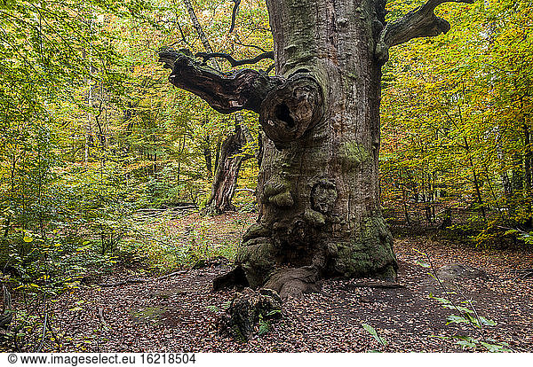 Germany  Hesse  Oak tree in autumn at Sababurg forest