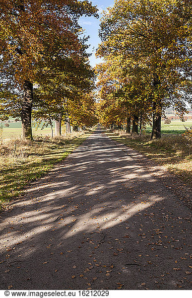Germany  Hesse  Oak treelined avenue in autumn