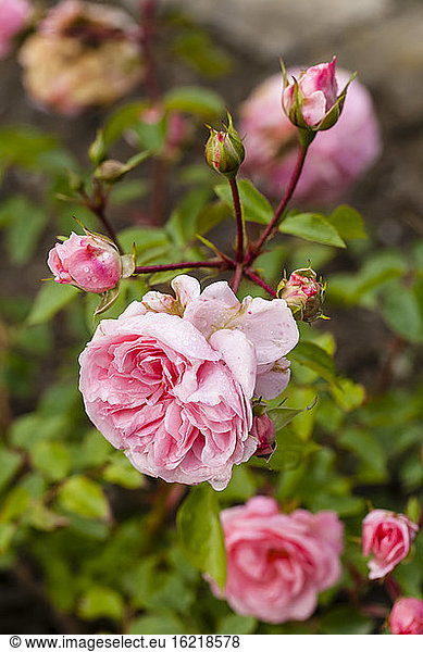 Germany  Hesse  Rose flower