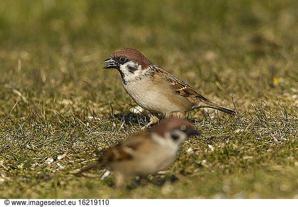 Germany  Hesse  Sparrows perching on grass