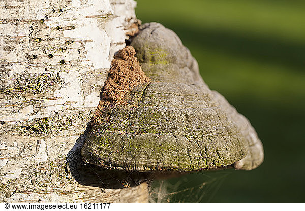 Germany  Hesse Tinder Fungus  close up