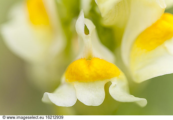 Germany  Hesse  Toadflax flowers  close up