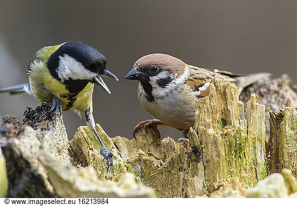 Germany  Hesse  Tree sparrow and Great tit perching on tree trunk
