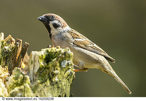 Germany  Hesse  Tree sparrow perching on tree trunk