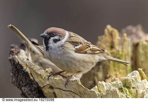 Germany  Hesse  Tree Sparrow perching on tree trunk