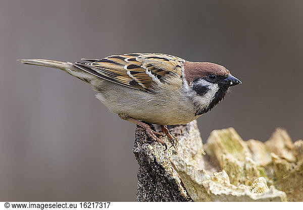 Germany  Hesse  Tree sparrow perching on tree trunk