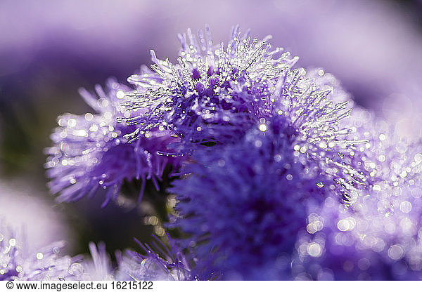 Germany  Hesse  Water drops on Ageratum flowers  close up