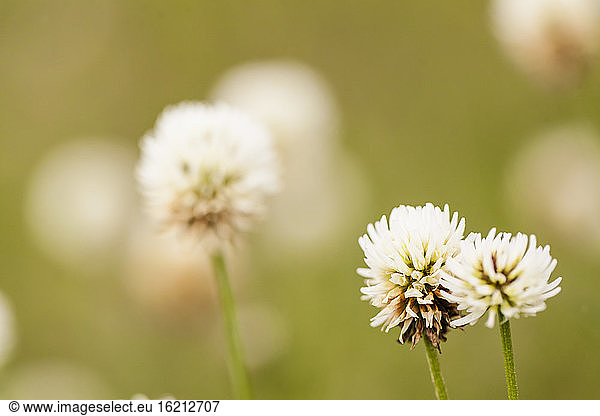 Germany  Hesse  White clover at Nature Park Meissner