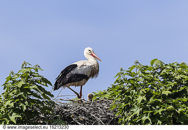 Germany  Hesse  White stork bird perching on nest
