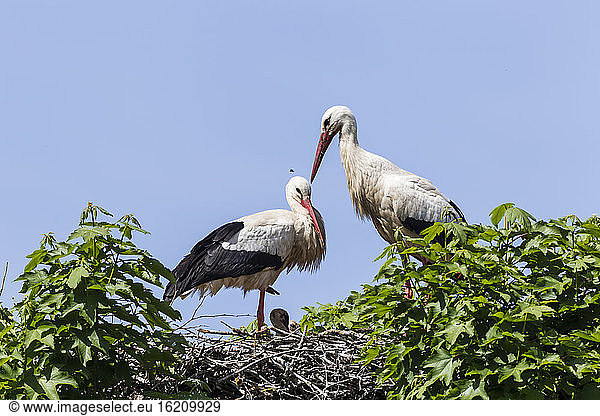 Germany  Hesse  White stork birds perching on nest