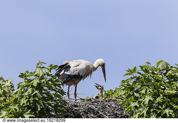 Germany  Hesse  White storks in nest