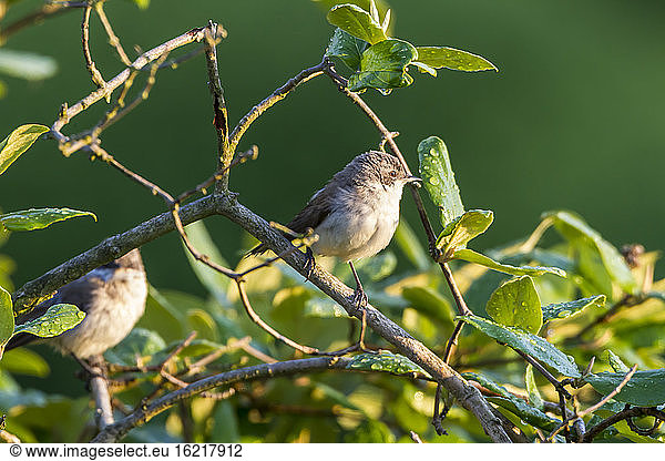Germany  Hesse  Whitethroats on branch