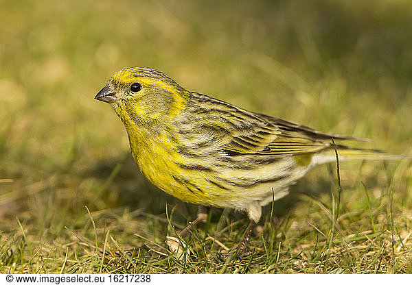 Germany  Hesse  Yellowhammer perching on grass