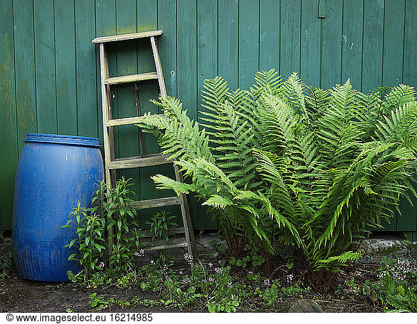 Germany  Hessen  Frankfurt  Garden with ladder  rain barrel  fern and osmundaceae