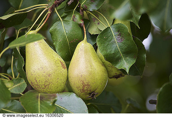 Germany  Huenfelden  pears on a tree