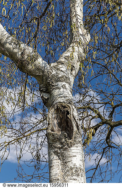 Germany  Low angle view of birch tree hollow
