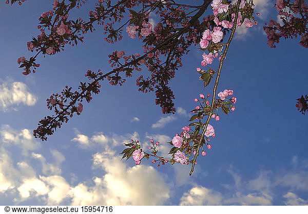 Germany  Low angle view of cherry blossom branches against sky