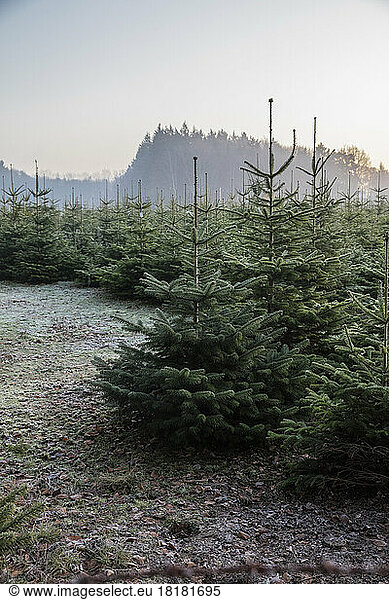 Germany  Lower Saxony  Coniferous forest at winter dawn