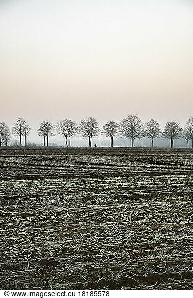 Germany  Lower Saxony  Countryside field at winter dawn