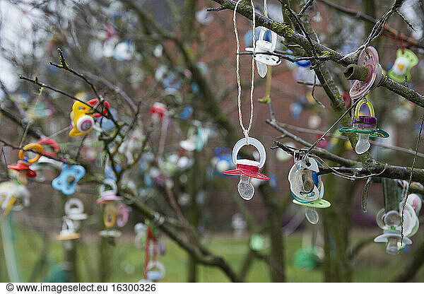 Germany  Lower Saxony  East Friesland  Langeoog  pacifiers hanging on tree