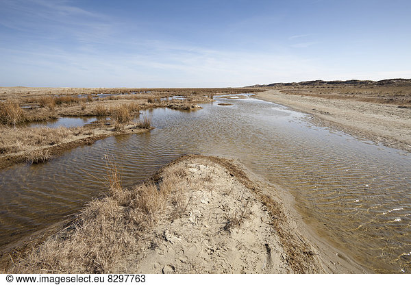 Germany  Lower Saxony  East Frisia  Borkum  Lower Saxon Wadden Sea National Park  salt marsh