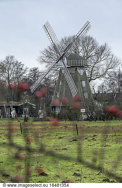 Germany  Mecklenburg-Vorpommern  Ahrenshoop  Traditional windmill in autumn
