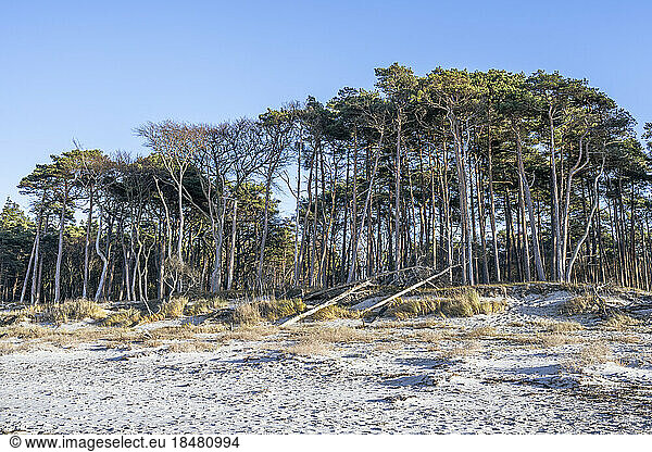 Germany  Mecklenburg-Vorpommern  Beachside grove on Fischland-Darss-Zingst peninsula