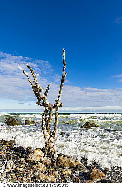 Germany  Mecklenburg-Vorpommern  Dead tree standing on rocky beach of Cape Arkona