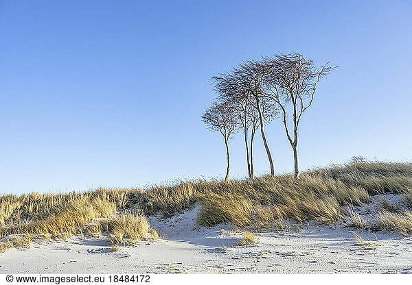 Germany  Mecklenburg-Vorpommern  Grassy beach on Fischland-Darss-Zingst peninsula