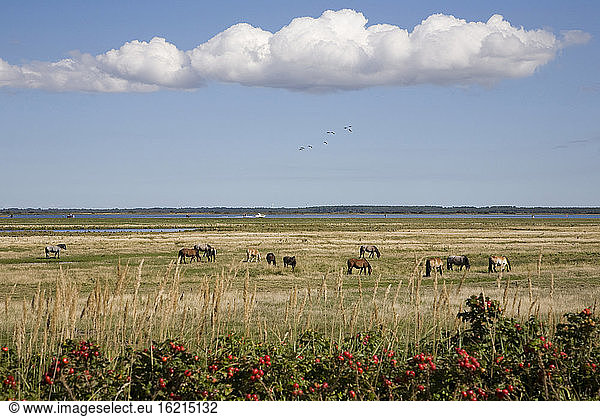 Germany  Mecklenburg-Vorpommern  Hiddensee Island  Vitte  Horses on pasture