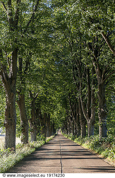 Germany  Mecklenburg-Vorpommern  Krummin  Treelined country road in summer