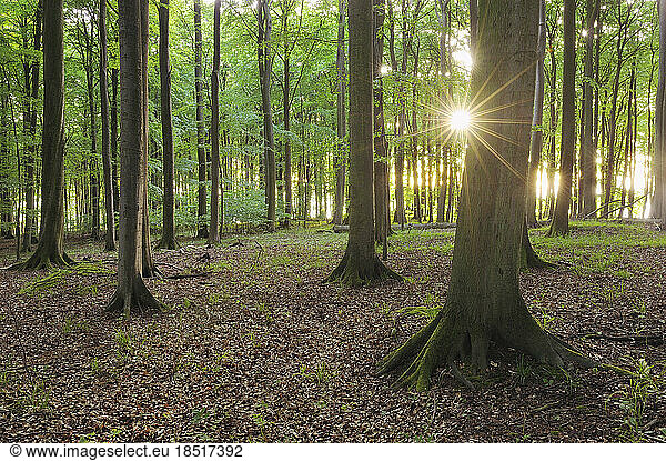 Germany  Mecklenburg-Vorpommern  Rising sun shining through branches of forest beech trees
