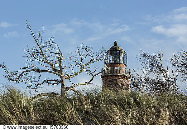 Germany  Mecklenburg-West Pomerania  Prerow  Grass and bare trees in front of Darsser Ort Natureum lighthouse